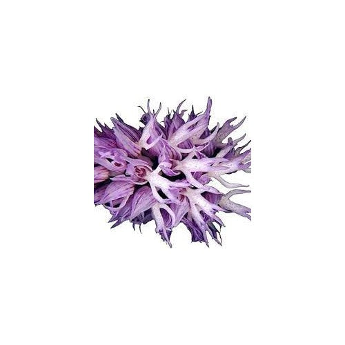 Heirloom Non-GMO Nema Italian Orchis Monkey Flower Seeds Lavender for Planting [neera-v5-6259e38c58b33bf3d5ea]