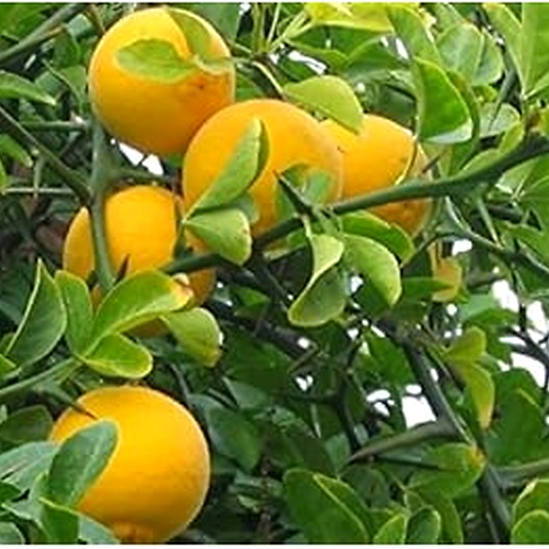 Orange Poncirus Trifoliata Fruit Seeds for Planting [neera-v5-625a7e88149d7cff23c9]