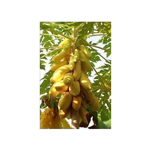 Mouse Melon Fruit Seeds for Planting | Heirloom Non-GMO Organic Seeds for Small, Unique Garden Melons [neera-v5-625e1e2950d45434bd1c]