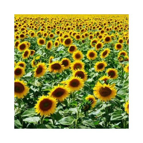 Mammoth Grey Stripe Sunflower Planting Helianthus Annuus Non Gmo Heirloom Flower Seeds Home [neera-v5-626273c792457a036213]