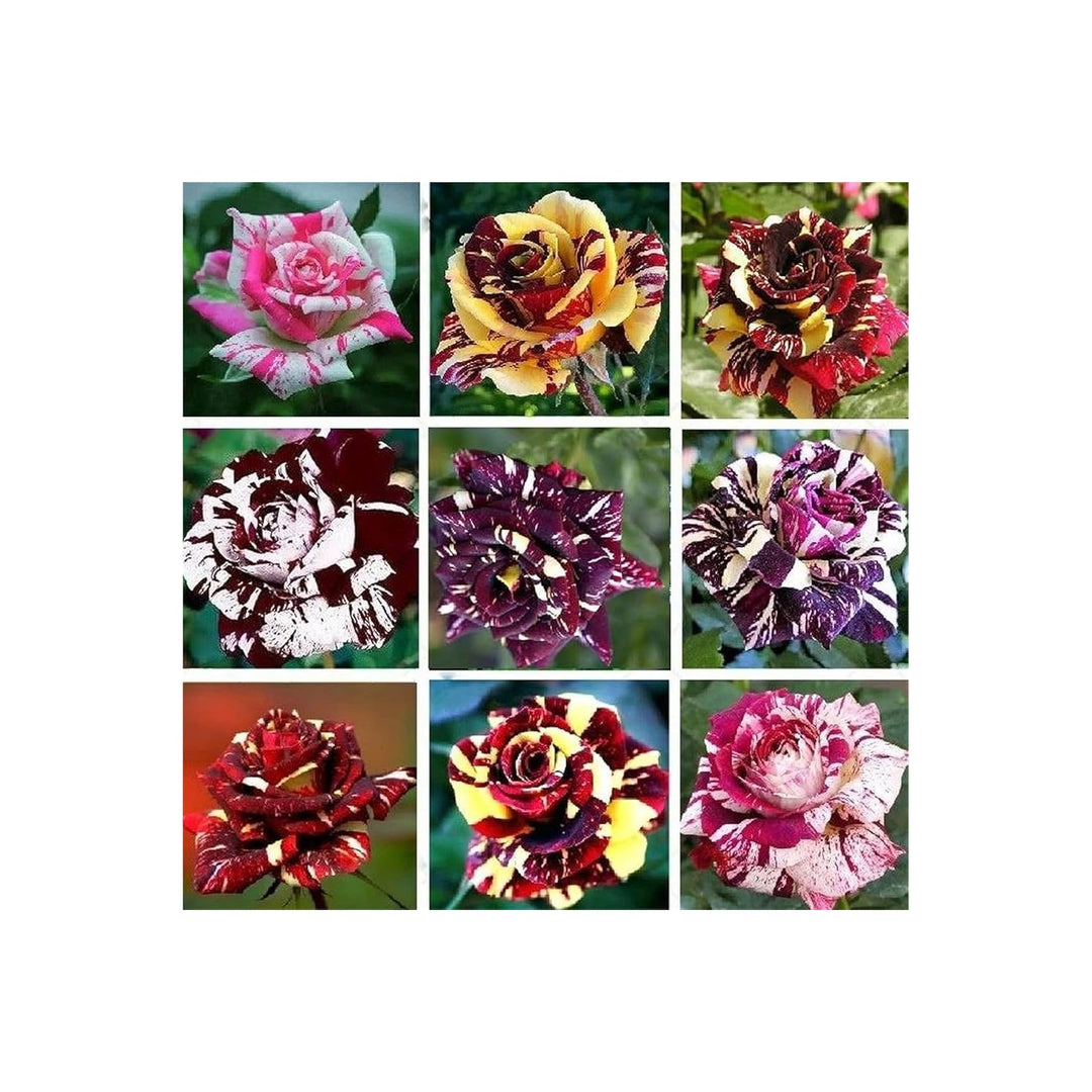 Mix Dragon Rose Flower Plant Non Gmo Heirloom Garden For Planting And Growing Flower Seeds for Home [neera-v5-6274cd5ba4a4396dfb5e]