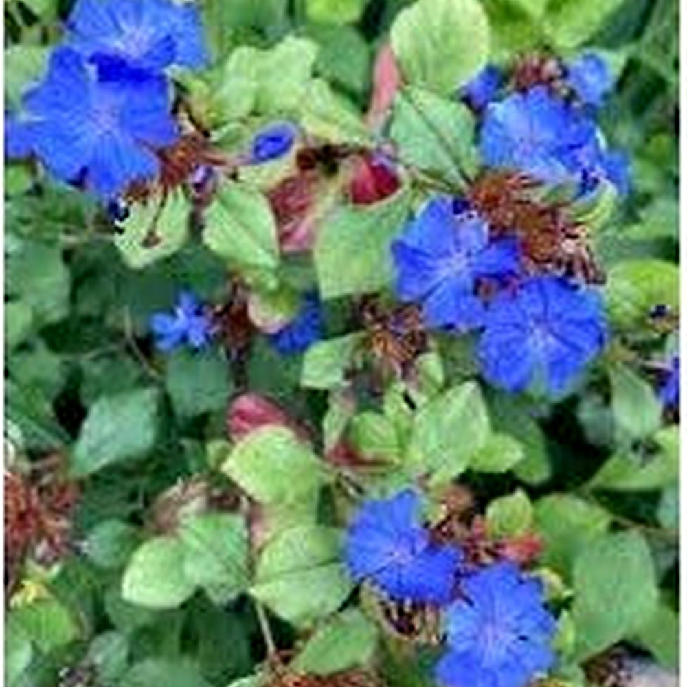 Ceratostigma Plumbaginoides Flower Seeds [neera-v5-62844c004418295ea2eb]