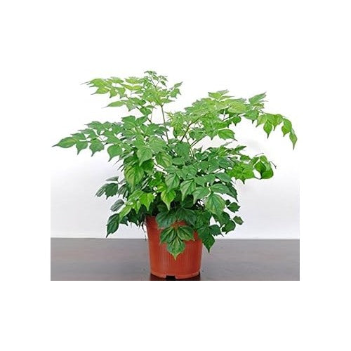 Green Radermachera Sinica Seeds for Planting [neera-v5-62871cccff4043c8ffbe]