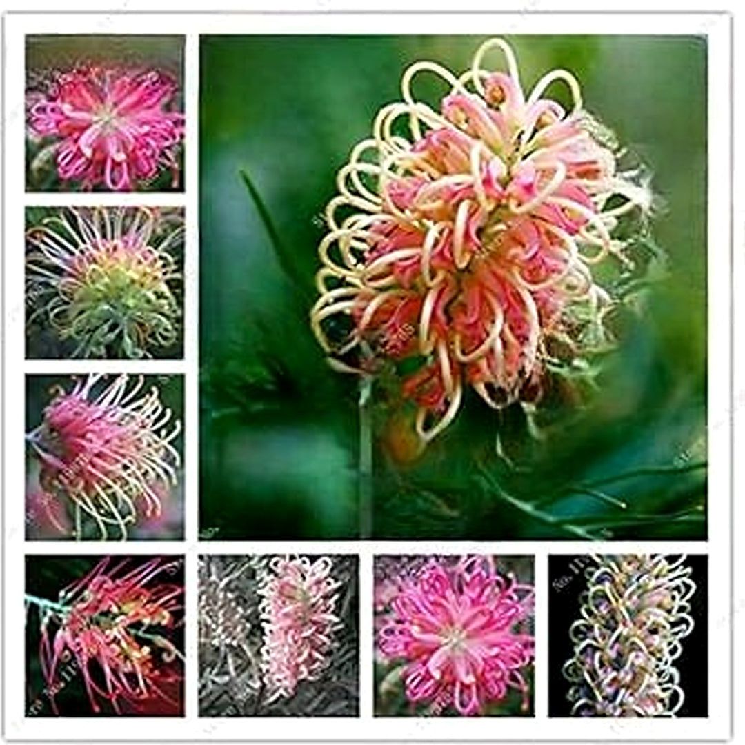 Mixed Grevillea Flower Seeds for Planting [neera-v5-6287f7f90a39b9408c35]