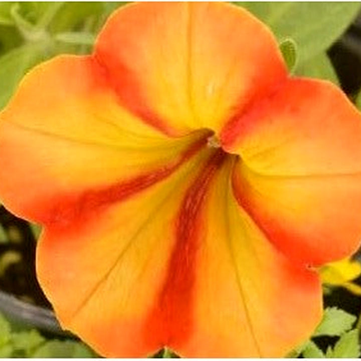 Orange Red Petunia Flower Seeds for Planting [neera-v5-628ec98e73b6f6c148e5]