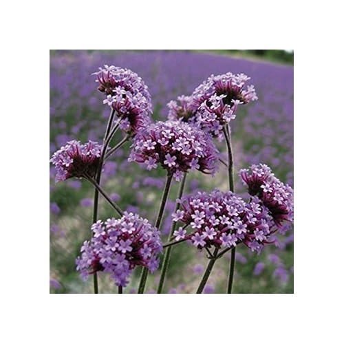 Purple Verbena Bonariensis Flower Seeds [neera-v5-6295426a1d7ecac26055]