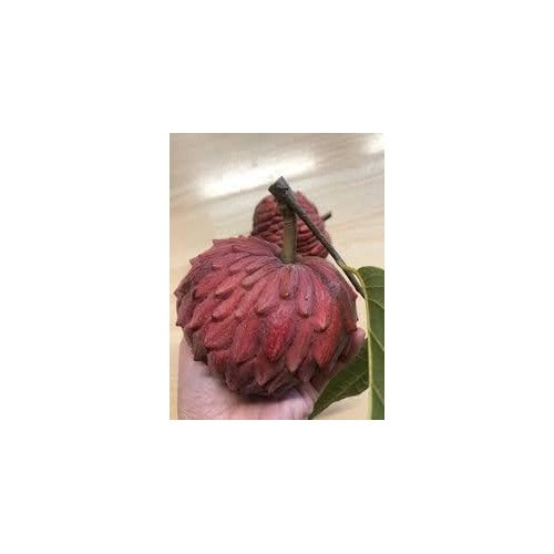 Custard Apple Fruit Seeds for Planting [neera-v5-62993cde8bbef353156e]