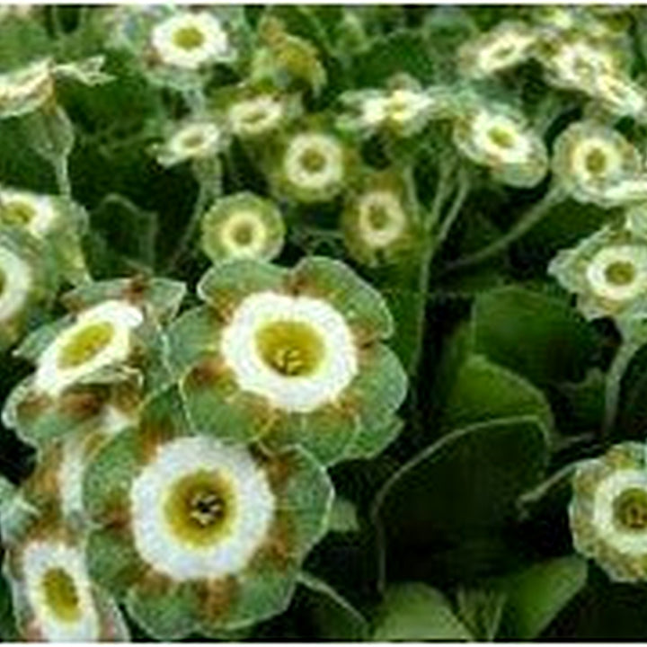 Green Shade Auricula Seeds for Planting [neera-v5-629c37a0c4987b336016]