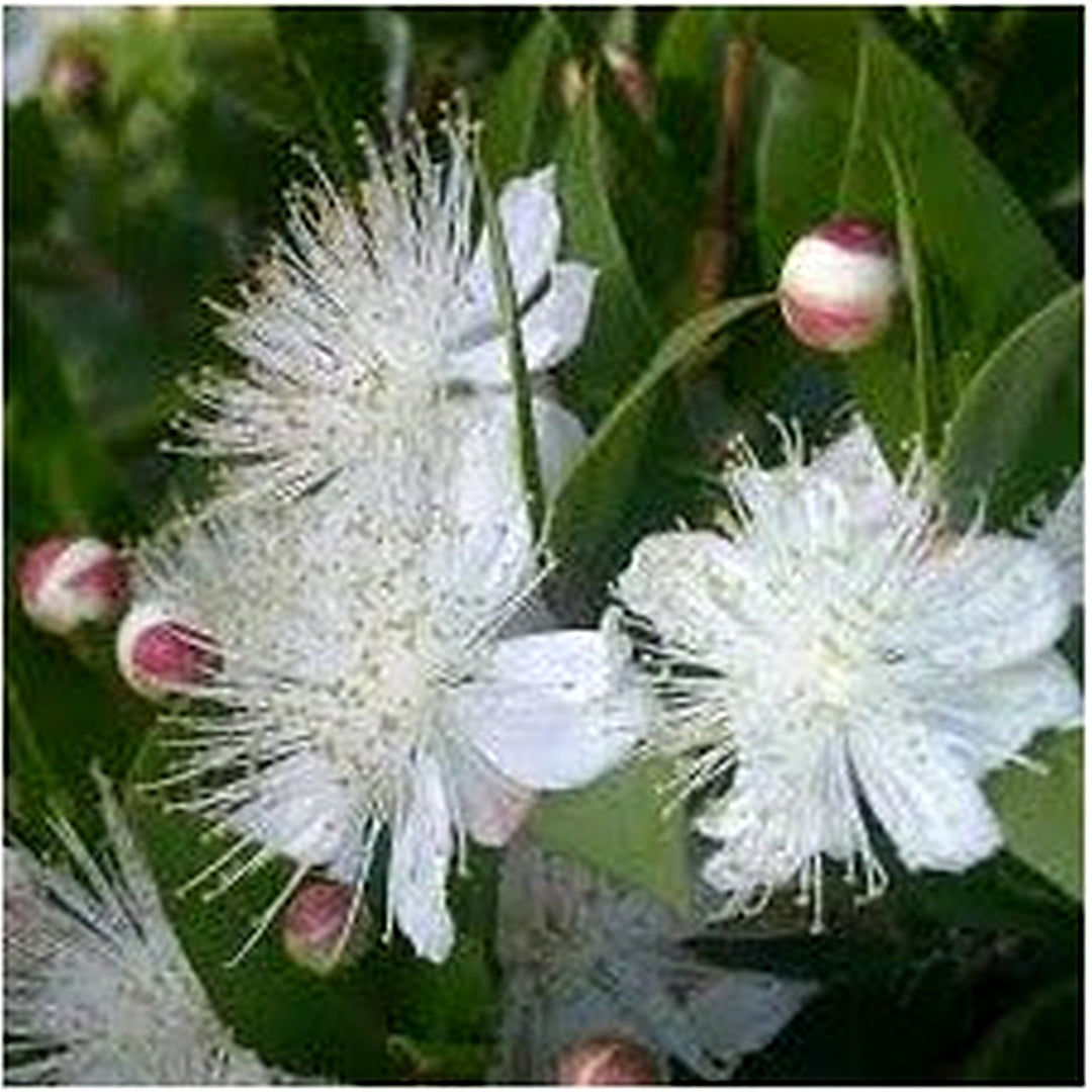 Greek Myrtle Plant Seeds (Myrtus communis) [neera-v5-62abd814f3618cd5330d]