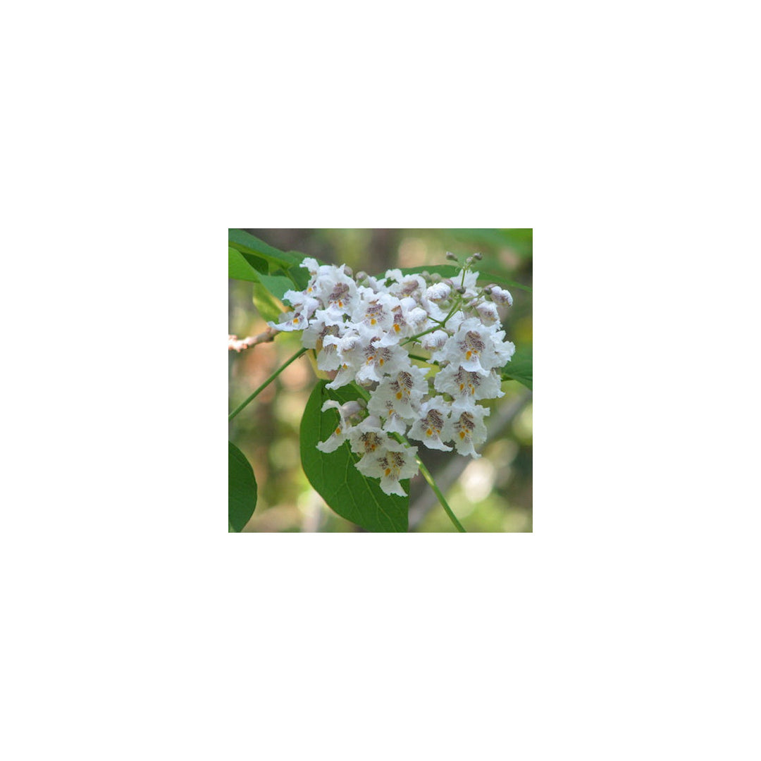 White Heirloom Non Gmo Catalpa Flower Garden Planting Fragrant Tree Blooms Flower Seeds [neera-v5-62afa6d96043bb836887]