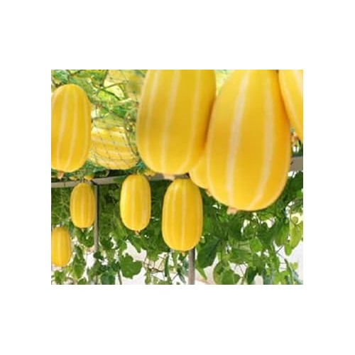 Musk Melon Fruit Seeds for Planting [neera-v5-62b8aa2d154d48f3447c]
