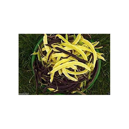 Yellow Black Bacau Pole Bean Seeds [neera-v5-62c7b90dca672bb403c6]