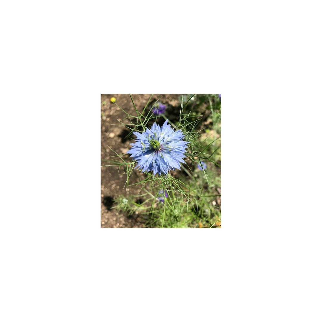 Blue Persian Nigella Damascena Flower For Wildflower Garden And Backyard Planting Flower Seeds for [neera-v5-62cb186dfbaefbb0ddcc]