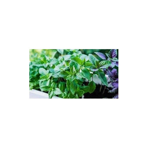 Basil Seed Mix for Planting [neera-v5-62cbab730e7b52f7ba90]