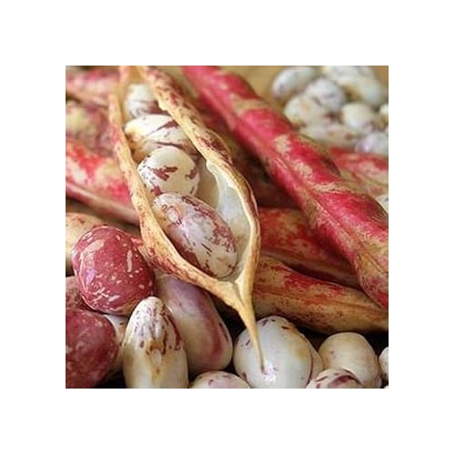 Pink White Bean Pinto Vegetable Seeds for Planting [neera-v5-62d35e41dc8eb3ee88be]