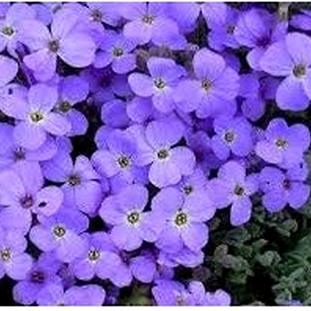 Blue Aubrieta Cultorum Flower Seeds for Planting | Heirloom, Non-GMO, Organic Ground Cover Blooms [neera-v5-62e3f9d00f92dad9ca1e]