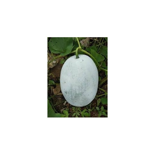 Heirloom Non-GMO Winter Melon Vegetable Seeds for Home Garden Planting [neera-v5-62ea830963284b889d71]
