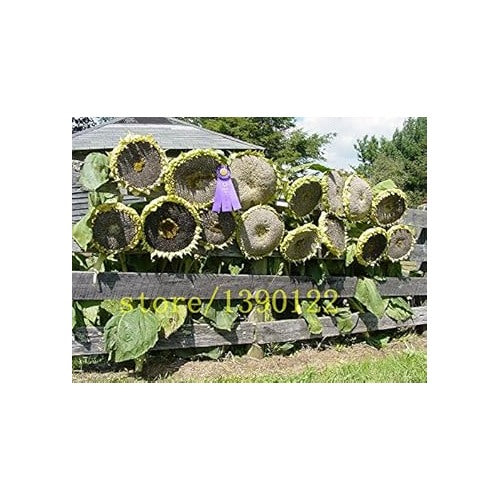 Black Giant Sunflower Seeds [neera-v5-62f58a9c32b79561b63d]