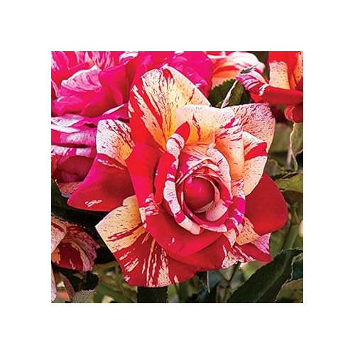 Cream Red Spirit Rose Plant Seeds for Planting [neera-v5-62f7442f4fc6bcdfe2e3]