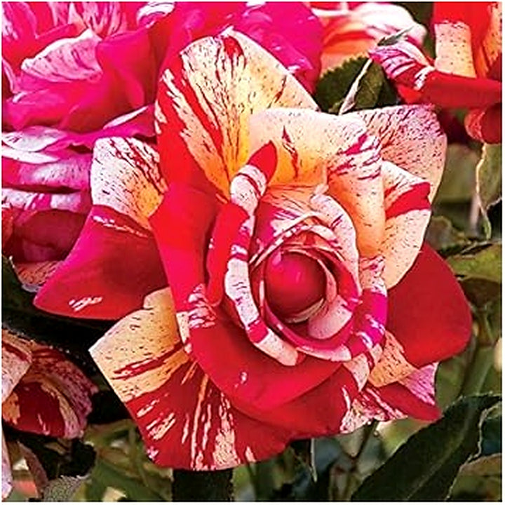 Cream Red Spirit Rose Plant Seeds for Planting [neera-v5-62f7442f4fc6bcdfe2e3]