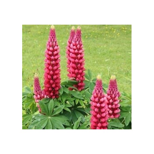 Heirloom Non-GMO Thick Pink Lupine Flower Seeds for Garden Planting [neera-v5-62fa25d5c6ce8b905a0b]