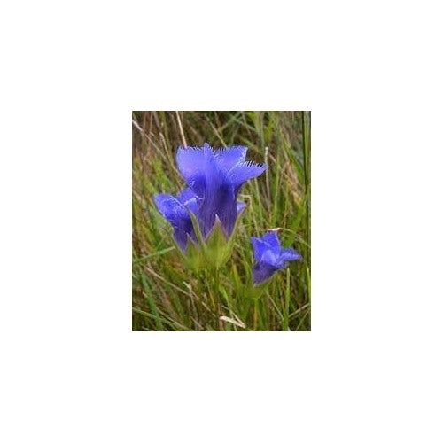 Gentiana Crinita Flower Seeds [neera-v5-62fd76ee80cb2db580bc]