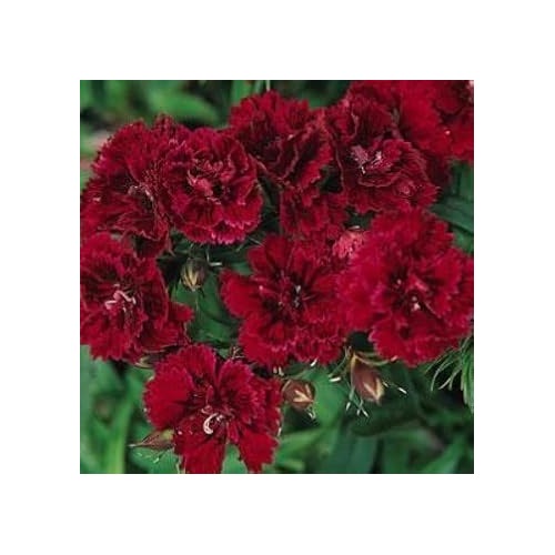 Heirloom Non Gmo Maroon Dianthus Flower For Garden Planting Rich Colored Fragrant Blooms Flower [neera-v5-6301a035e05cdd9e5086]