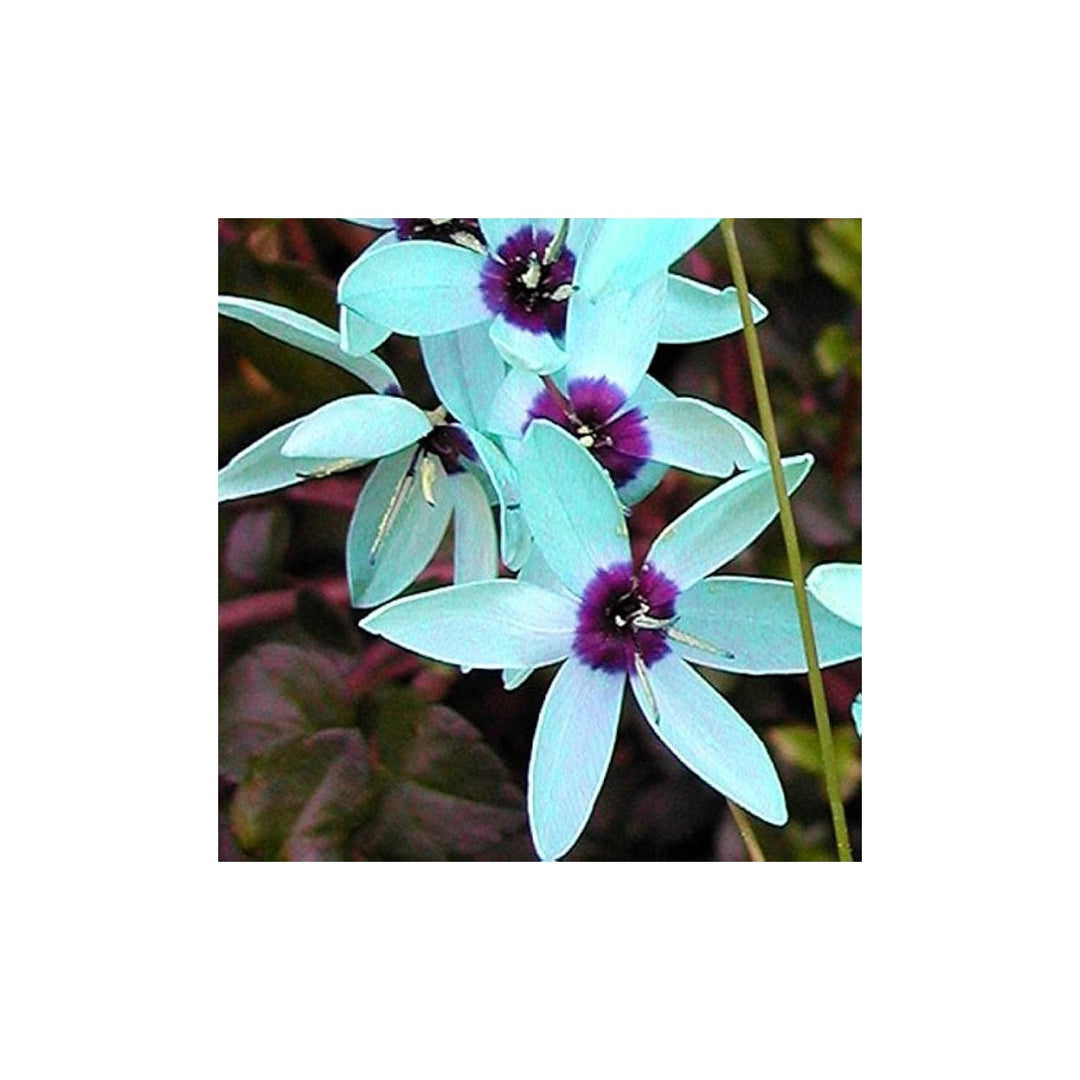 Turquoise Ixia Ixia Viridiflora Flower For Planting In Home Garden Pots Flower Seeds for Home [neera-v5-630a30e2020e27e693fe]