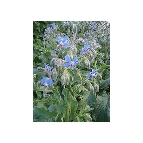Borage Dark Blue Seeds for Planting [neera-v5-630b15fc169b47df16d1]