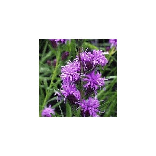 Liatris ligulistylis Meadow Blazing Star Seeds [neera-v5-630b4275d24036551bd1]