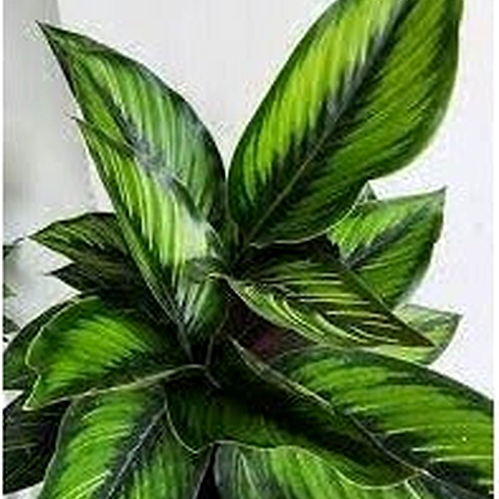 Futaba Calathea Foliage Plant Seeds for Planting [neera-v5-630ca68c2909c4db901e]