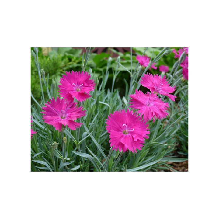 Pink Dianthus Flower For Planting Fresh Non Gmo Flower Seeds for Home Garden Planting, Lush Organic [neera-v5-6311c530acb515b96799]
