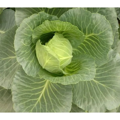 Cabbage TEMP Round Hybrid Seeds [neera-v5-6313188dfee8df948afc]