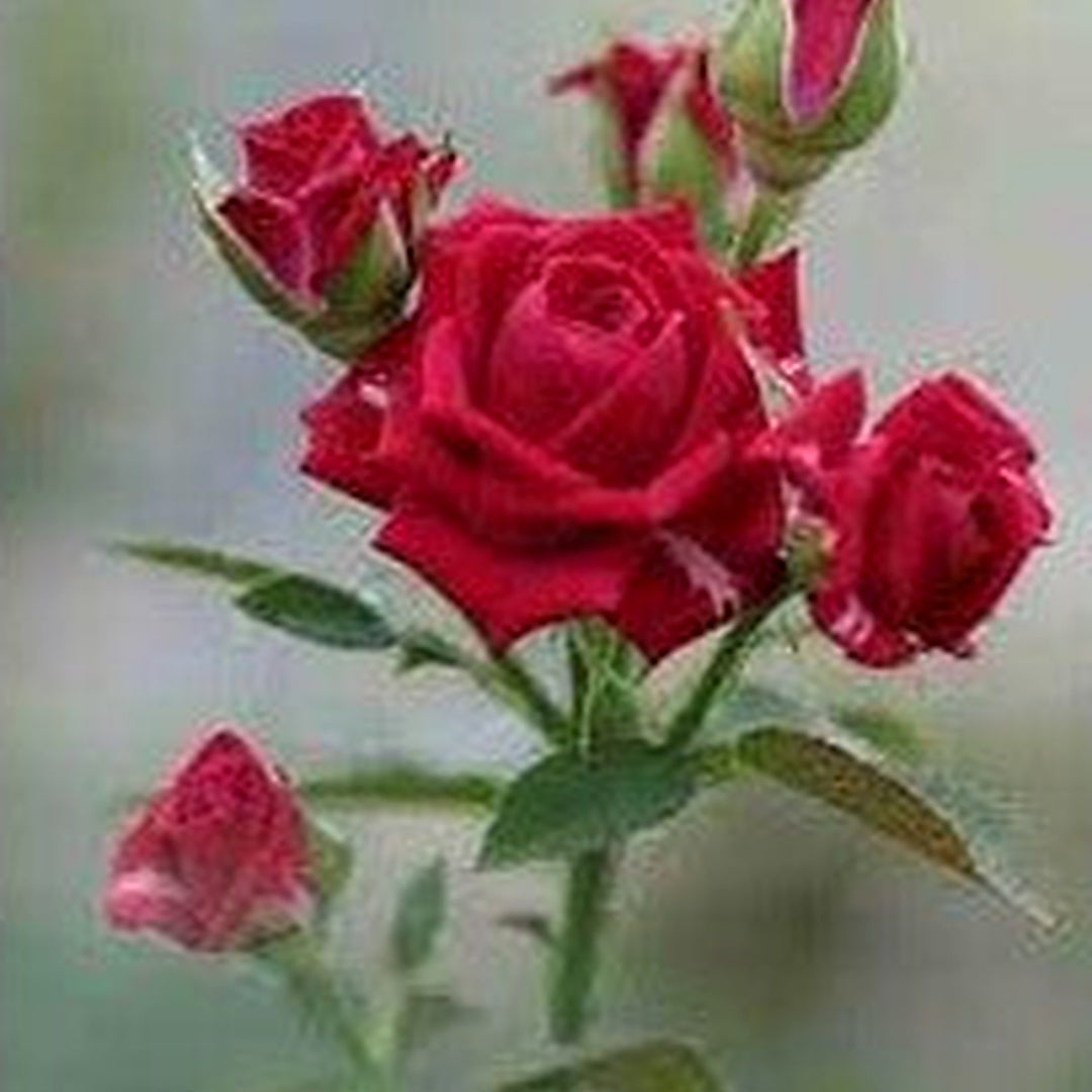 Fragrant Red Rose Plant Seeds for Planting [neera-v5-63187775aa706e9e5738]
