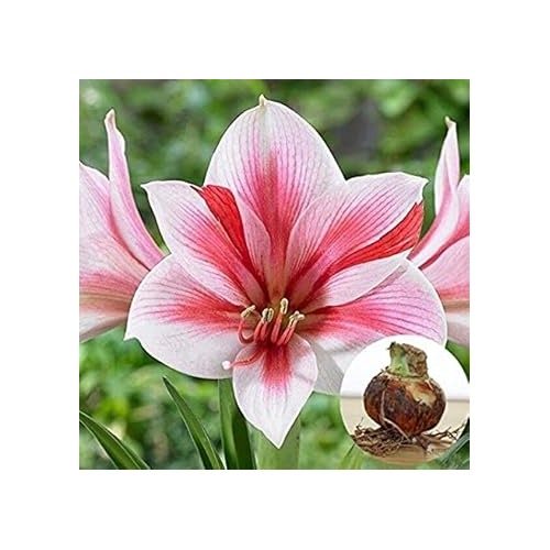 Heirloom Non-GMO Pink Hippeastrum Flower Seeds for Garden Planting | High Germination Organic Garden Seeds [neera-v5-631a7c9cf2bf59eed320]