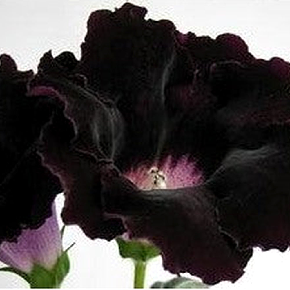 Black Gloxinia Flower Seeds [neera-v5-631d74022c5c5bf9491a]