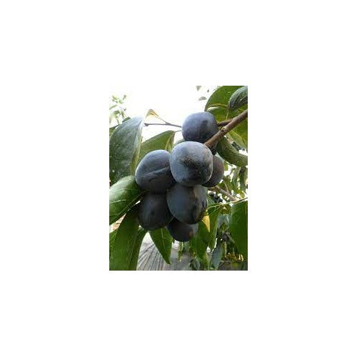 Black Persimmon Fruit Seeds for Planting [neera-v5-631f46cdc6e41f126796]