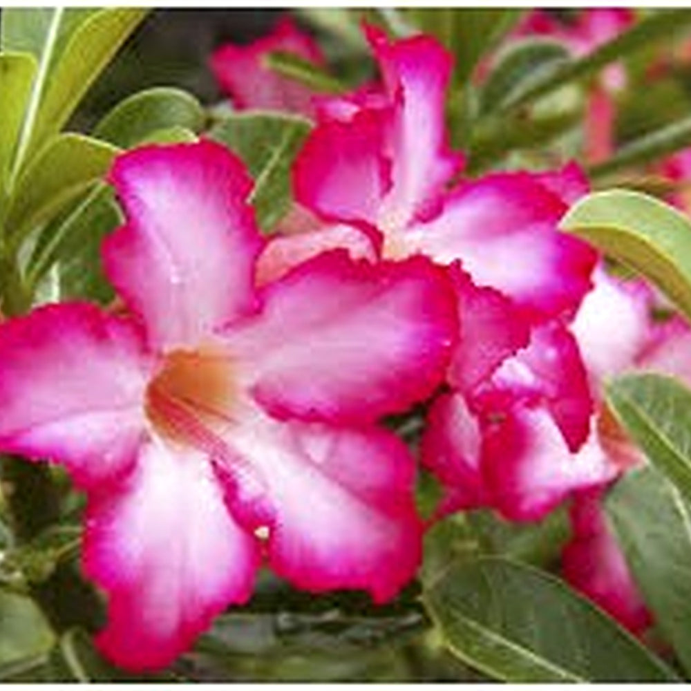 Heirloom Mixed Colors Adenium Flower Seeds for Planting [neera-v5-6328d603a54ec896533d]