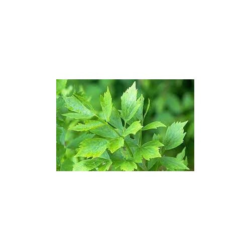 Lovage Herb Seeds for Planting [neera-v5-633911e201782ff06251]