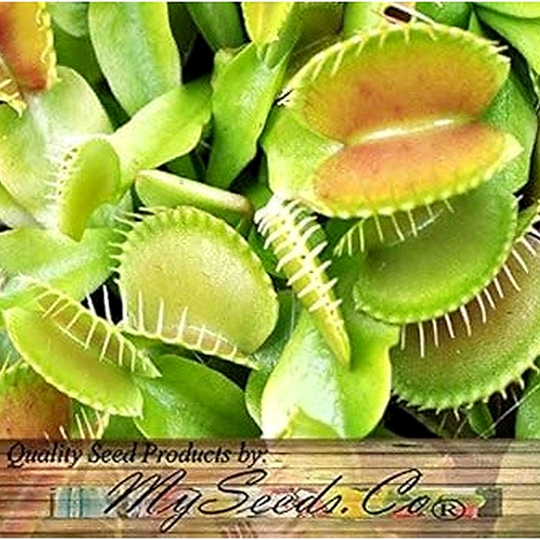 Green Venus Fly Trap Seeds for Planting [neera-v5-63438536a3d802b43e4e]