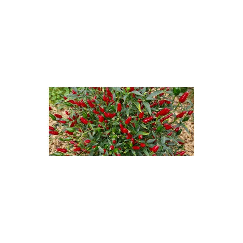 Ulupica Hot Pepper Seeds for Planting [neera-v5-6356459a60d029f7ebca]