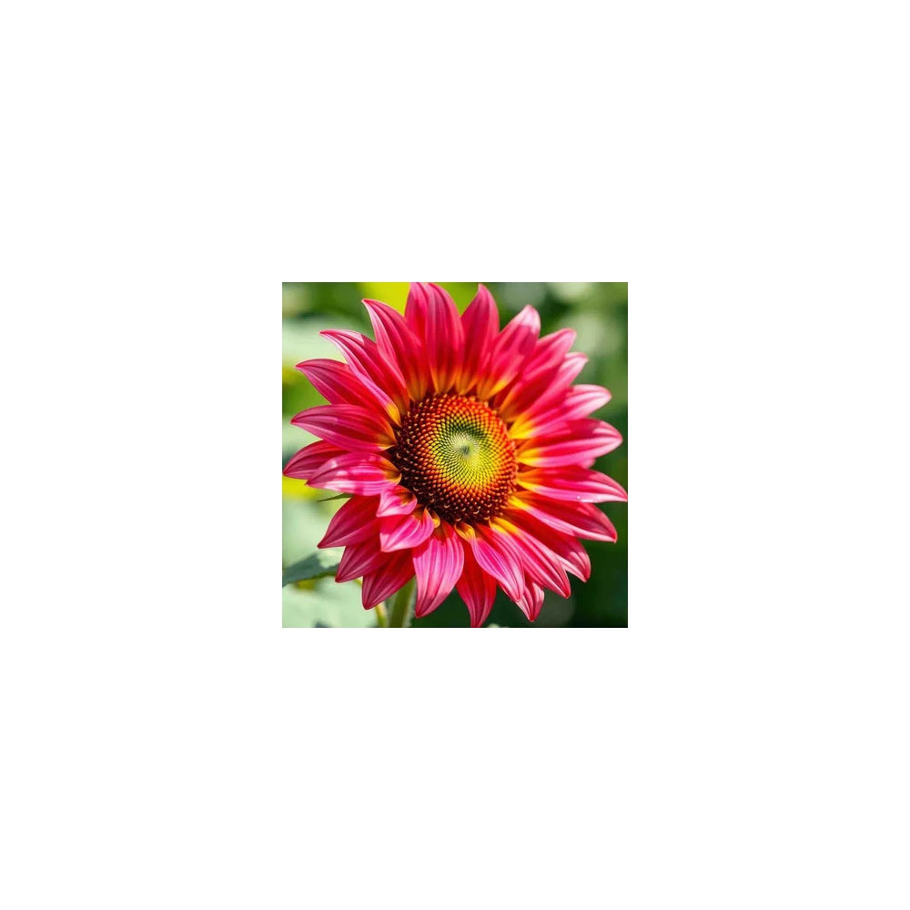 Pink Sunflower For Planting Rare Vibrant Blooms For Garden Beauty Non Gmo Flower Flower Seeds for [neera-v5-6357d6fb3d72e35dc576]