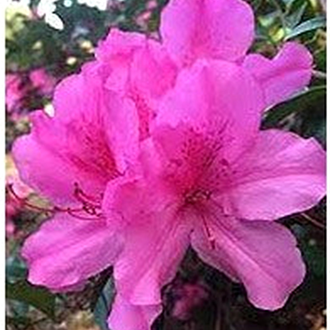 Pink Rhododendron Flower Flower Seeds for Home Garden Planting, Blooming Organic Blooming Collection [neera-v5-635ab79896cd1a907a49]