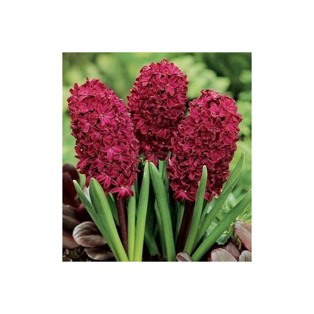 Red Hyacinth Hyacinthus Orientalis Flower For Planting In Containers Backyard Flower Beds [neera-v5-63697ce28f042021a0a6]