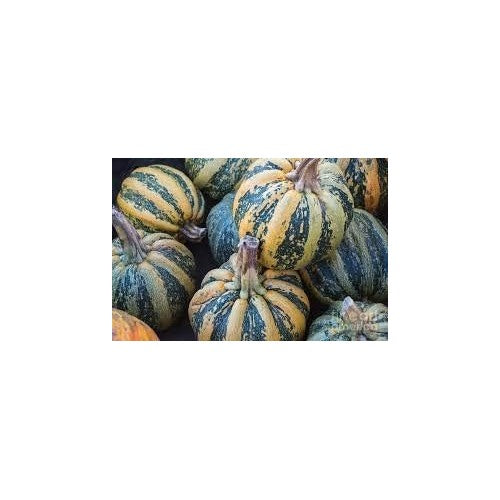 Kakai Hull-Less Pumpkin Fruit Seeds for Planting [neera-v5-63778f104c03fa68d985]