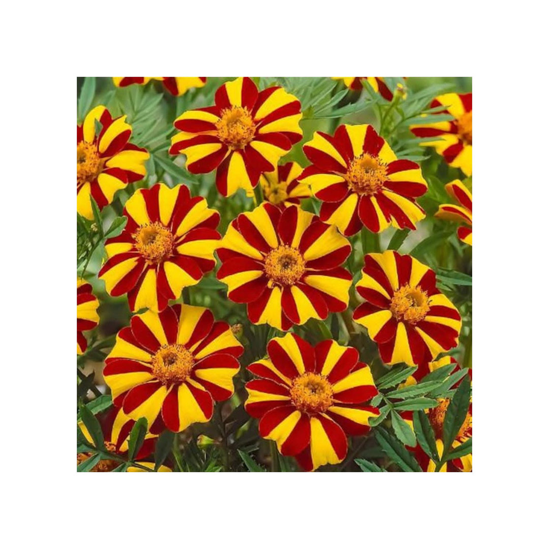Heirloom Non Gmo Marigold Jester Flower For Planting Striking Bicolor Garden Blooms Flower Seeds [neera-v5-6381b2b5d563217a3627]