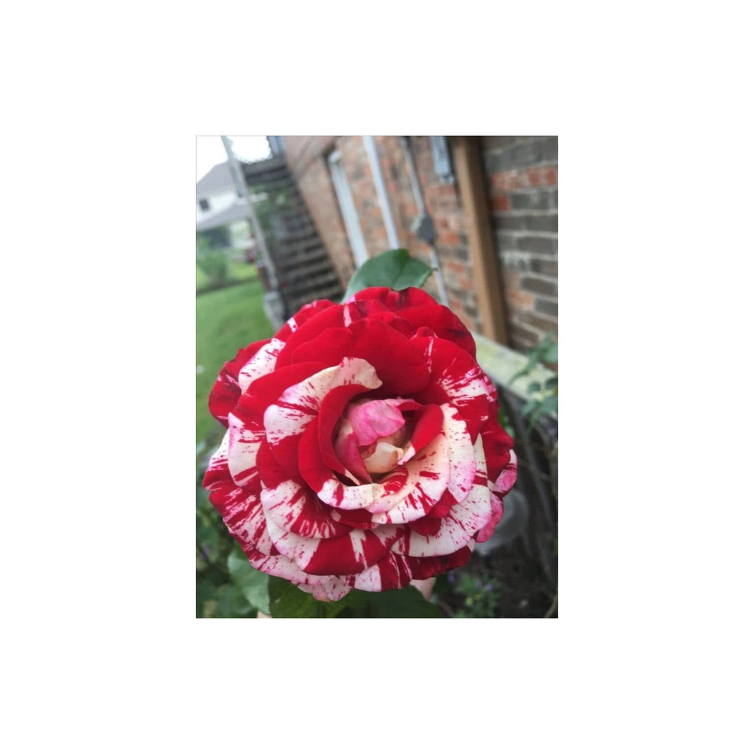 Red White And Rose Flower Planting Heirloom Non Gmo Beautiful Blooms Flower Seeds Home [neera-v5-6391ff157f835cbd6e7f]