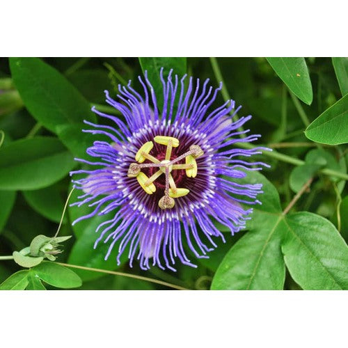 Heirloom Non-GMO Passion Flower Passiflora Seeds for Planting [neera-v5-6399d34119ec38038bfe]