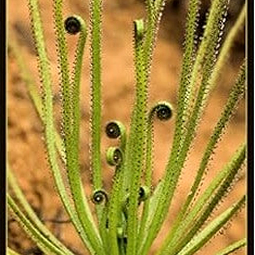 Green Drosophyllum Plant Seeds for Planting [neera-v5-63aa7f45a9e81724f2ce]