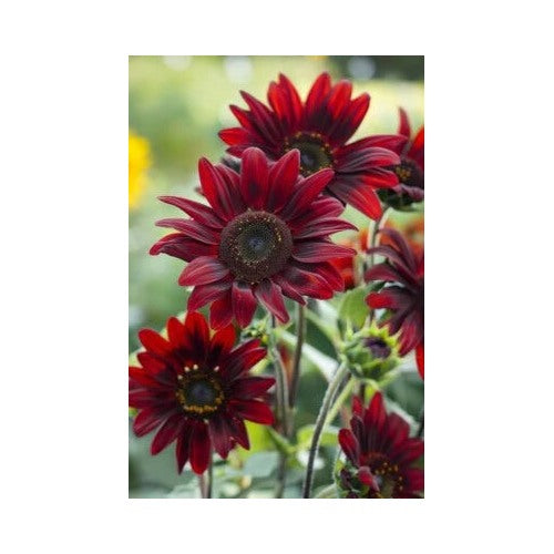 Chocolate Cherry Sunflower Beautiful Ornamental Sunflower Heirloom Non Gmo Flower Seeds Home [neera-v5-63bdcd9de5c64d1d40cd]